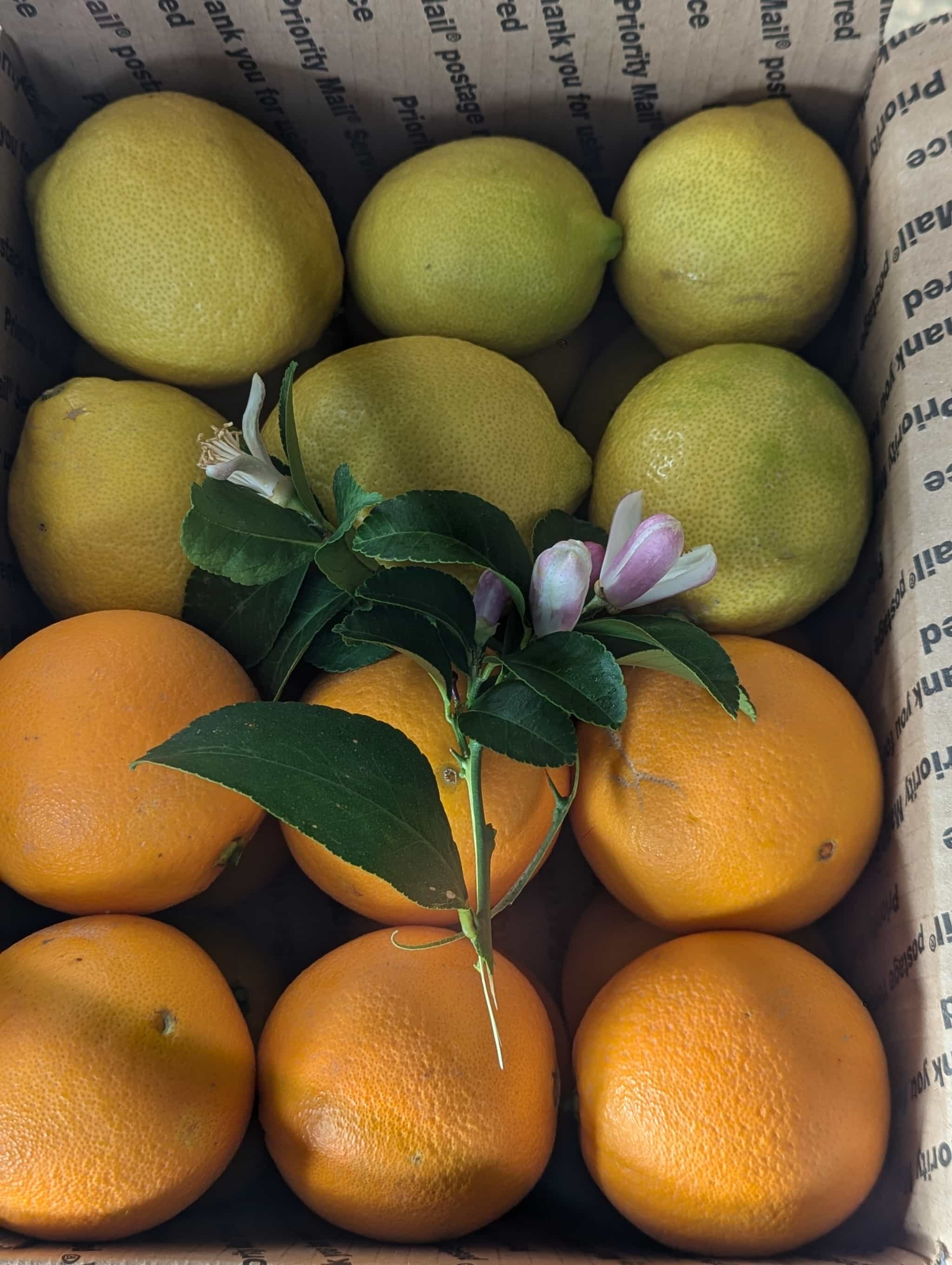 Gourmet California Citrus Combo Sicilian Style Lemons  and Cara Cara Pink Navel Oranges appx 8lbs 18/24ct No Spray  No Wax  No Processing  No  Packing Material