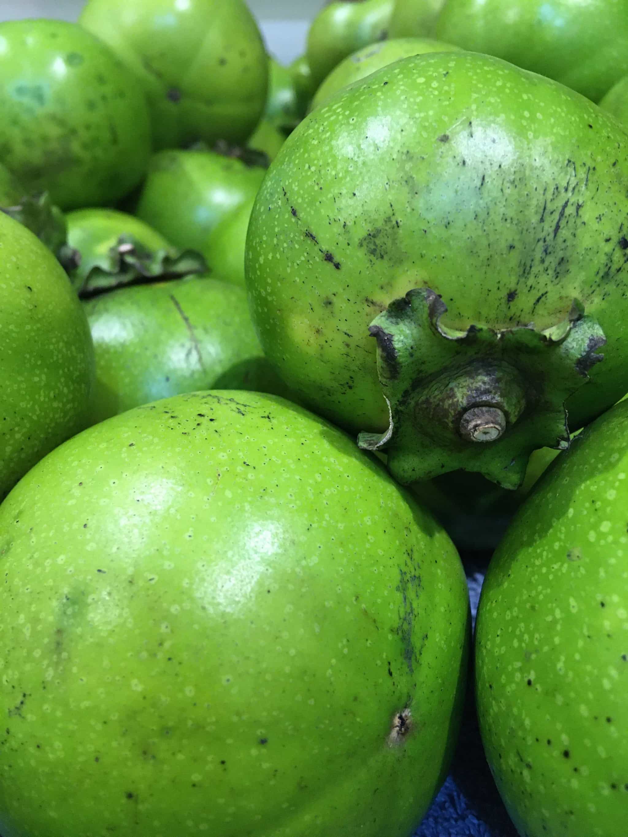 Black Sapote (Chocolate Pudding Fruit)