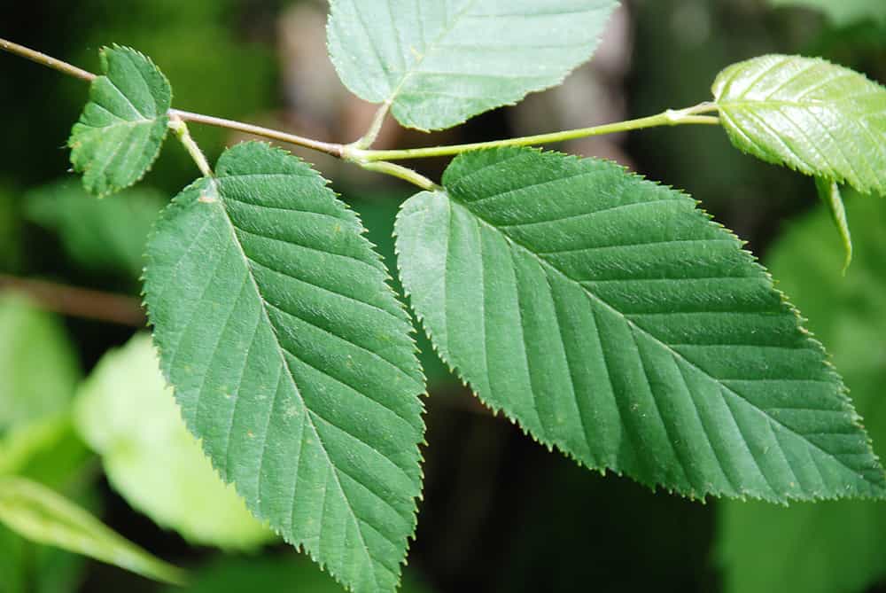 Black/ sweet birch seedling - Foraged