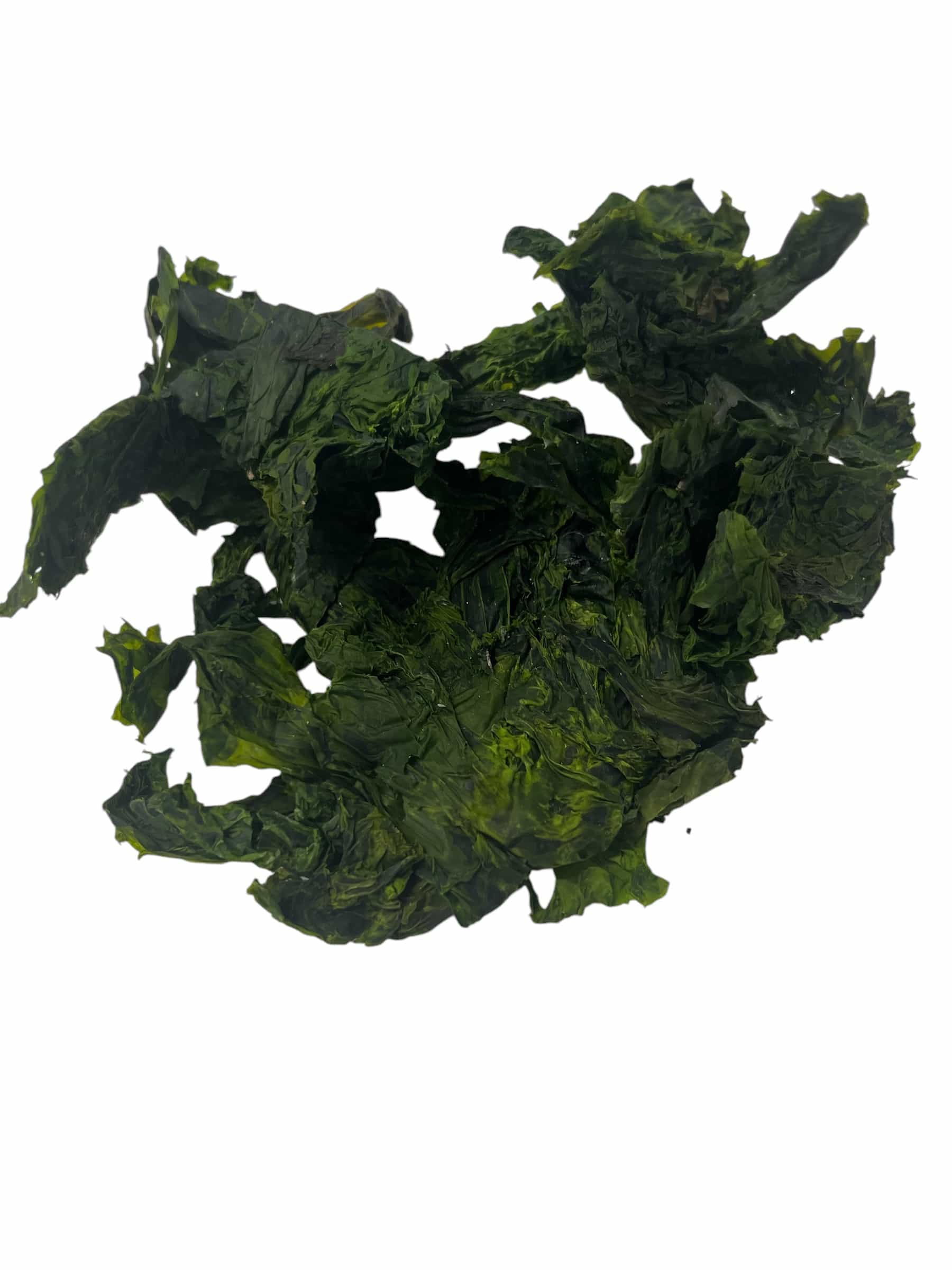 Wild Atlantic Sea Lettuce