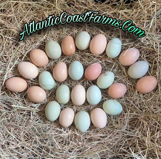 Rainbow Barnyard/Silver Phoenix Mix Hatching Eggs