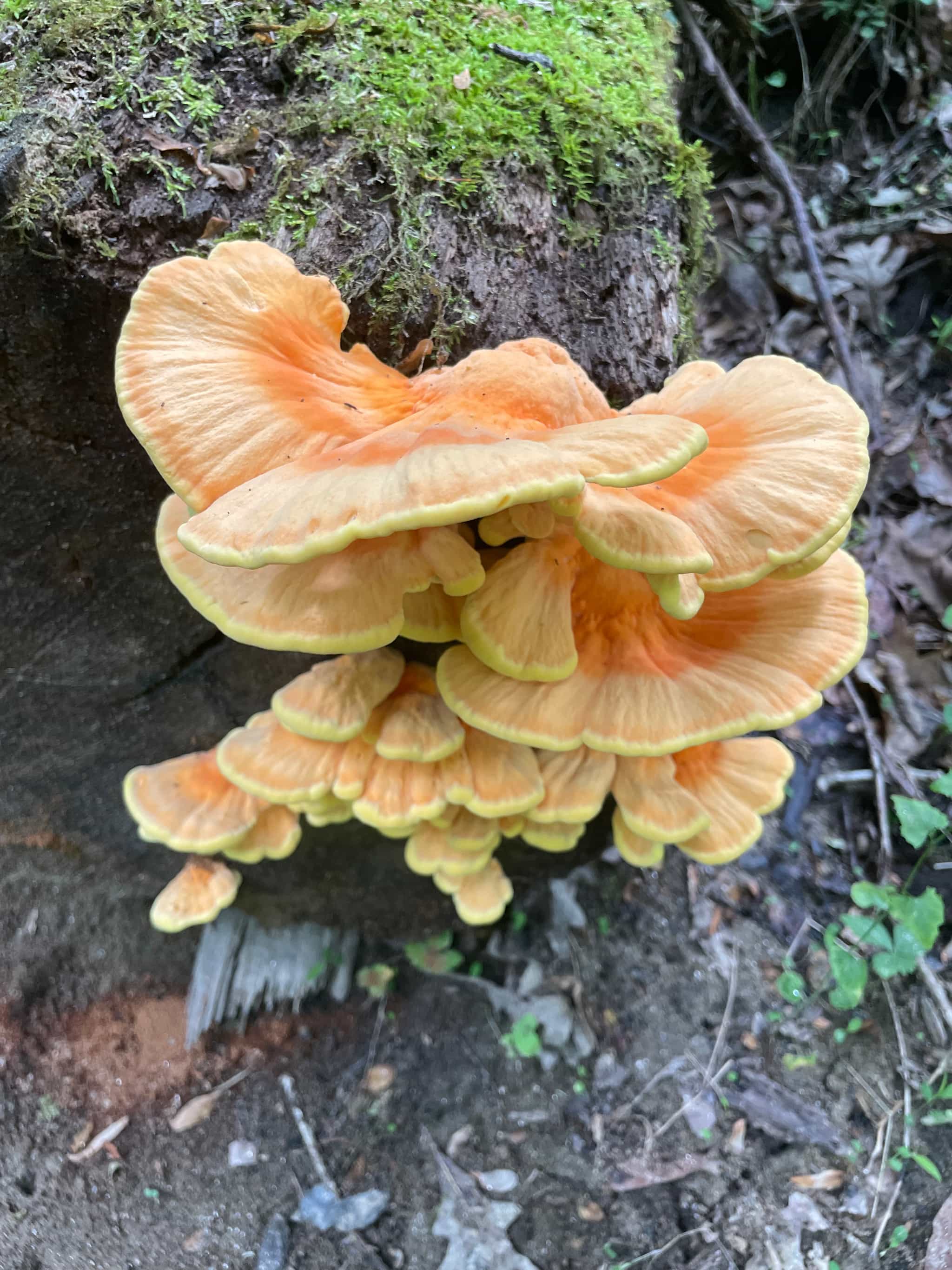 Fresh Chicken of the Woods Mushrooms