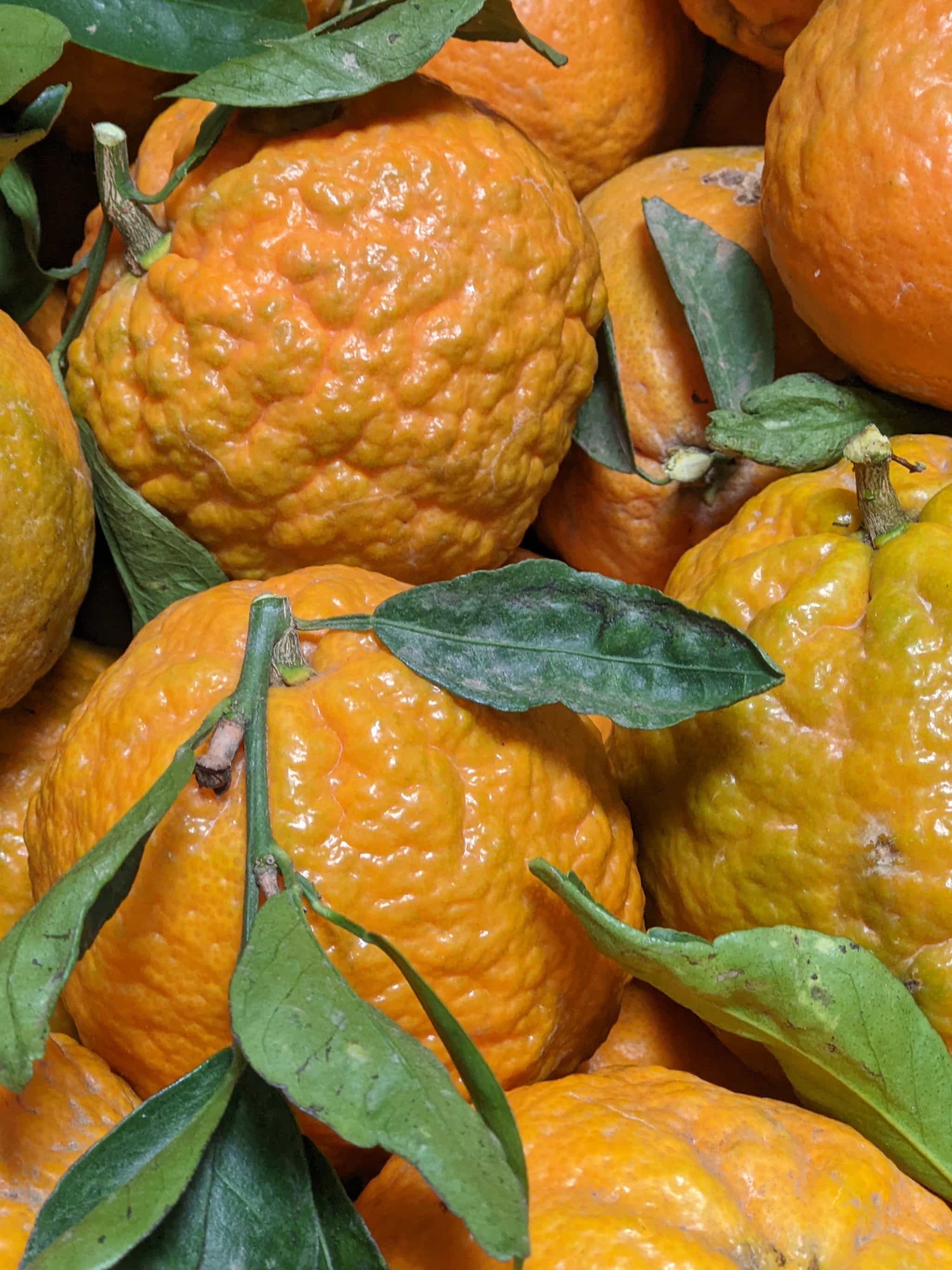 California Gourmet Gold Nugget Tangerines