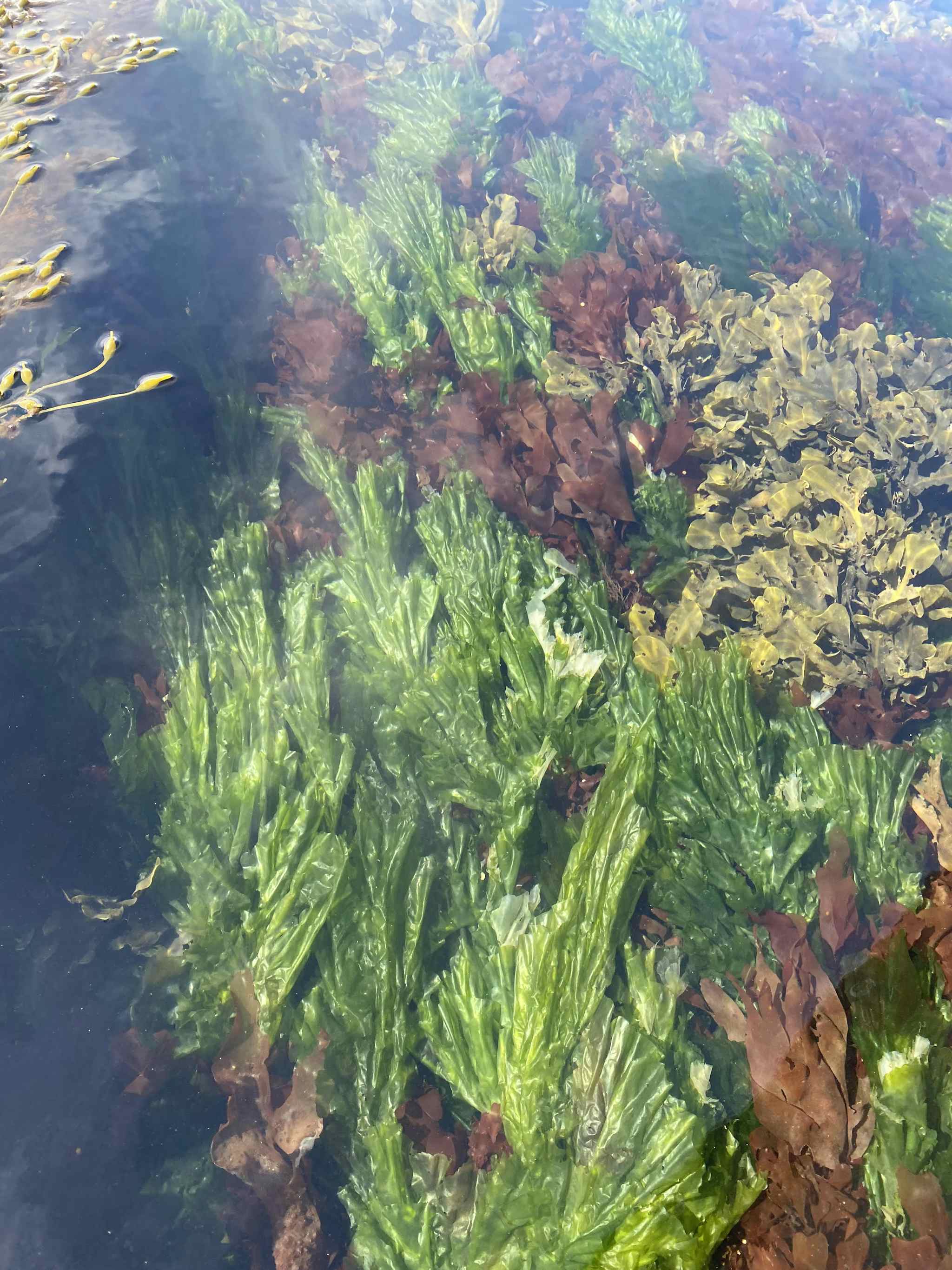 Wild Sea Lettuce