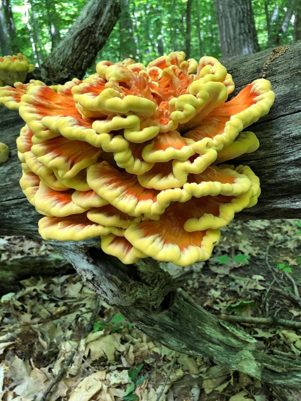 Chicken of the Woods - Dried - Foraged