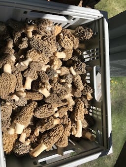 Browns Mushroom Supply