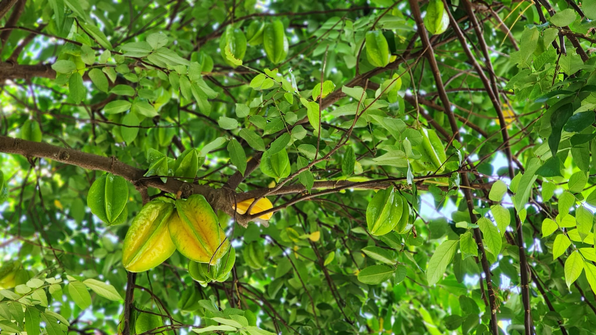 High Ridge Starfruits's banner