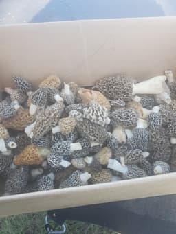 Meg's Morels