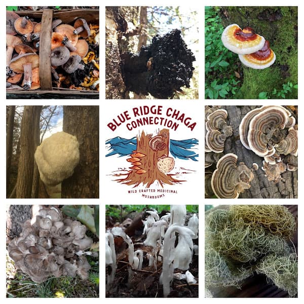 Blue Ridge Chaga Connection's banner