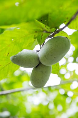 Carolina Paw Paws