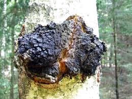 Adirodnack Chaga's banner