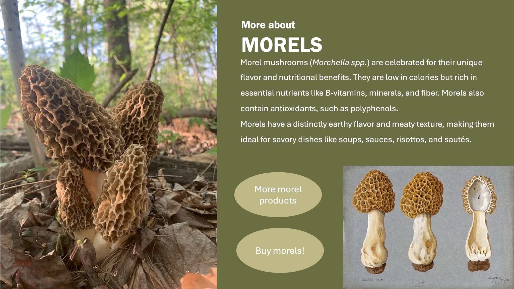 Morel infographic