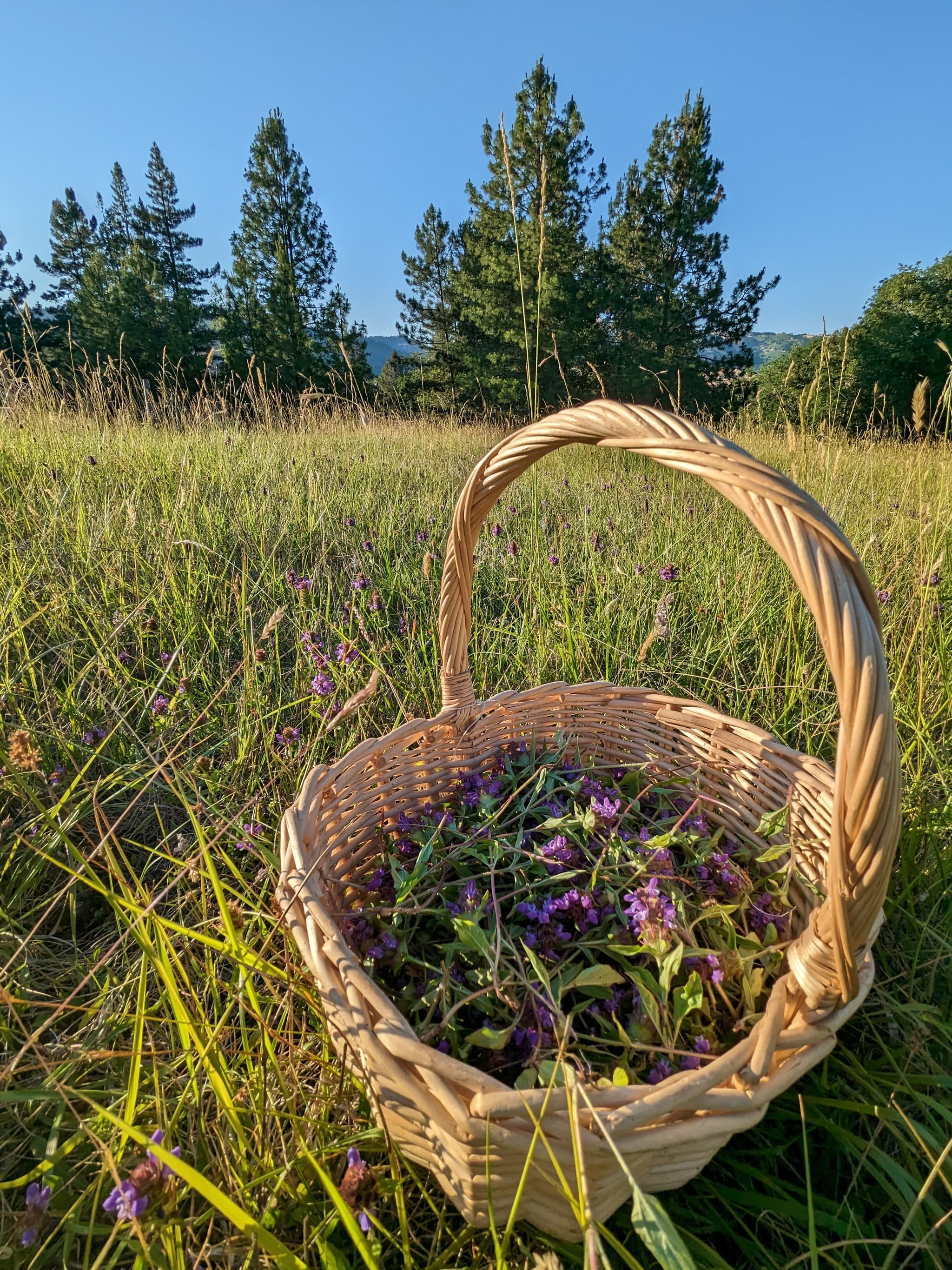 Sweet Root Herbs & Oddities's banner