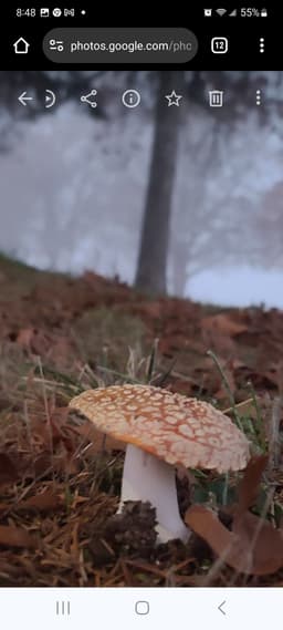 Oregon amanita outlet