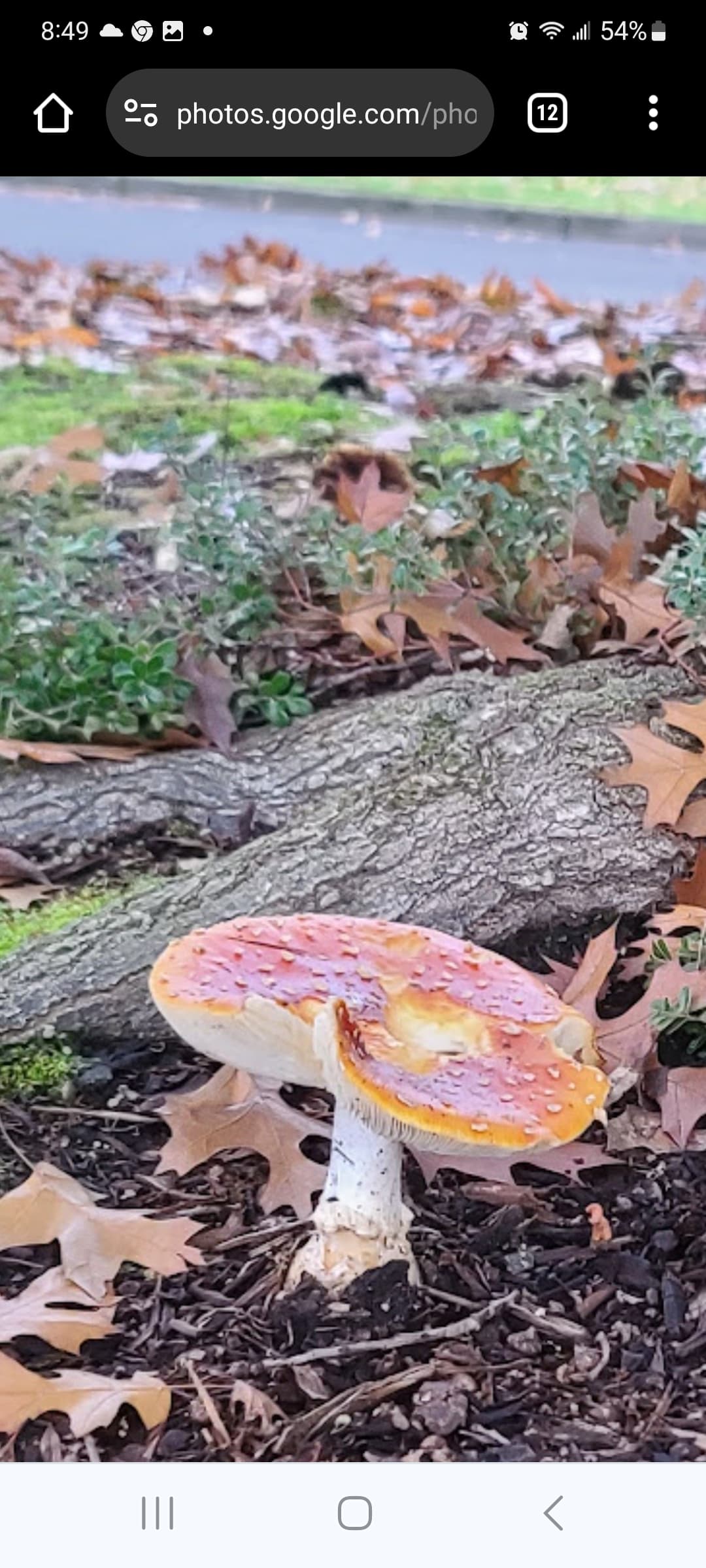 Oregon amanita outlet's banner