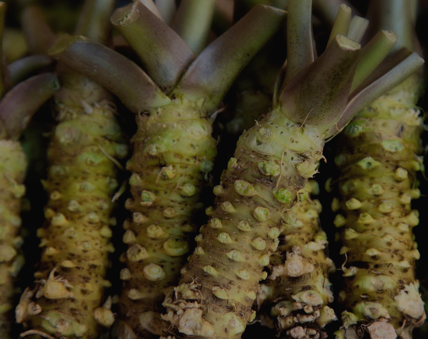 Wasabi Root