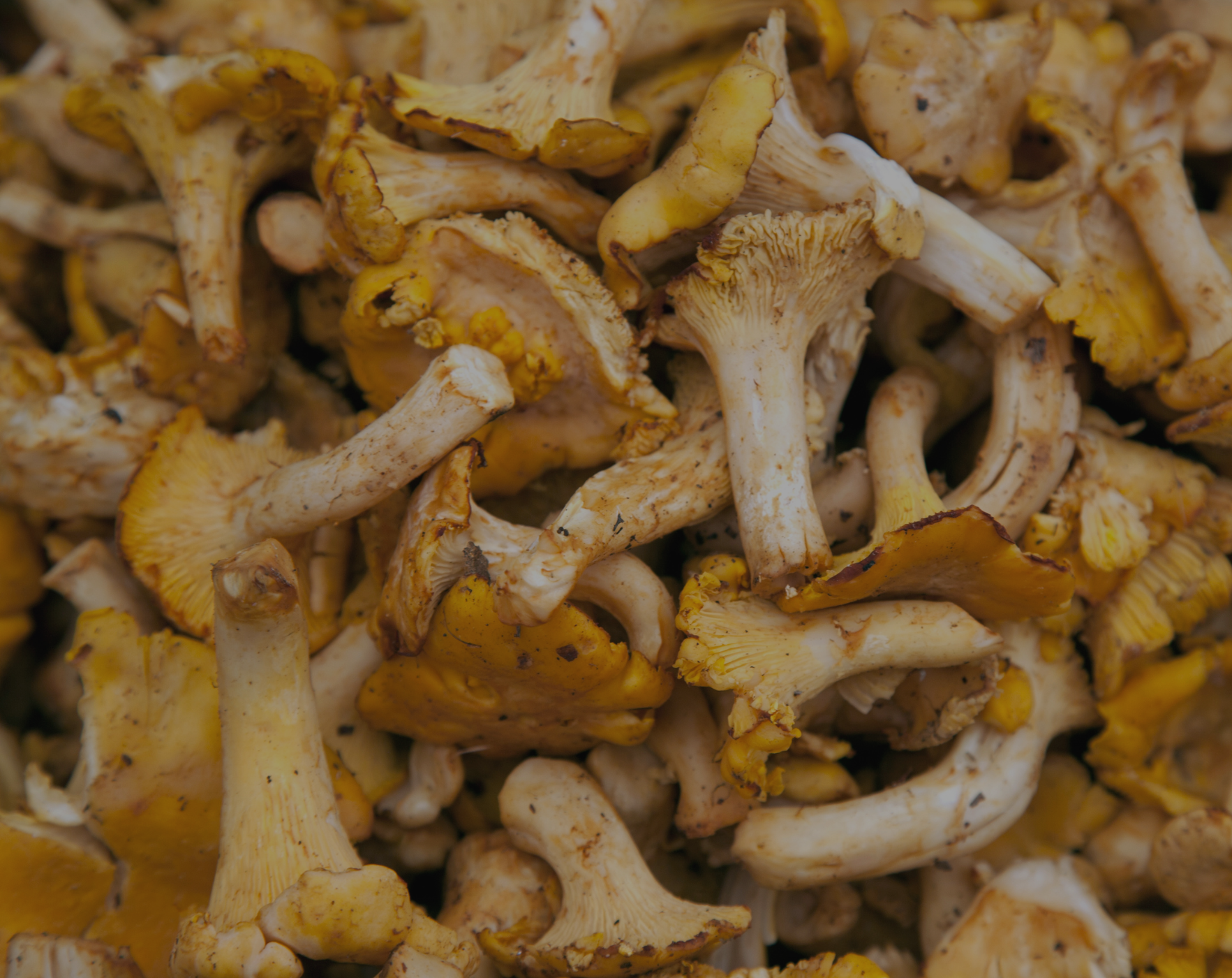 GOLDEN CHANTERELLE MUSHROOMS