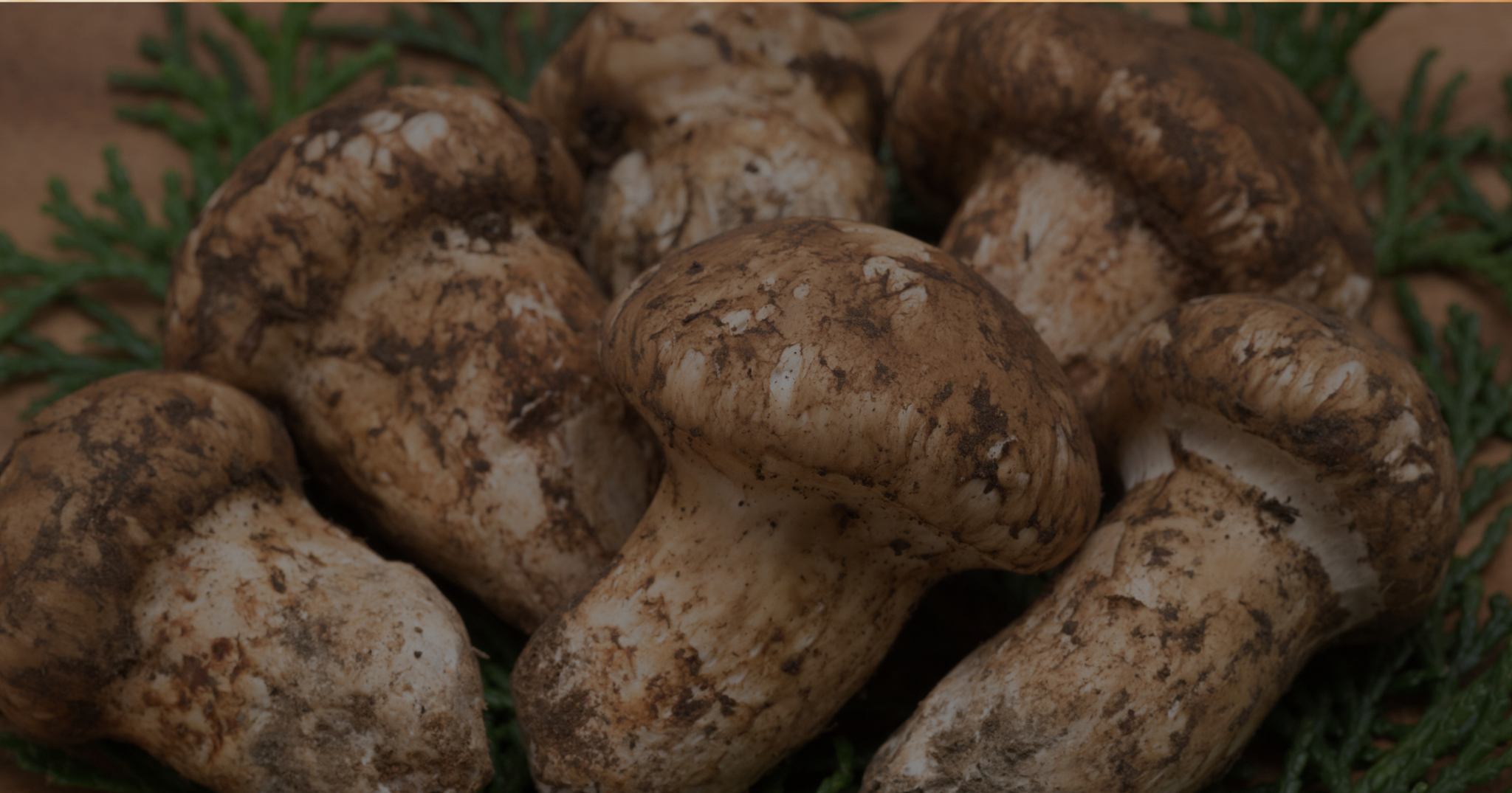 matsutake mushrooms