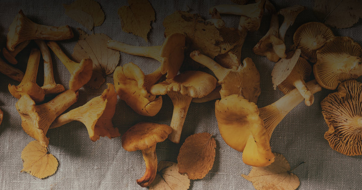 Buy Fresh Chanterelle Mushrooms