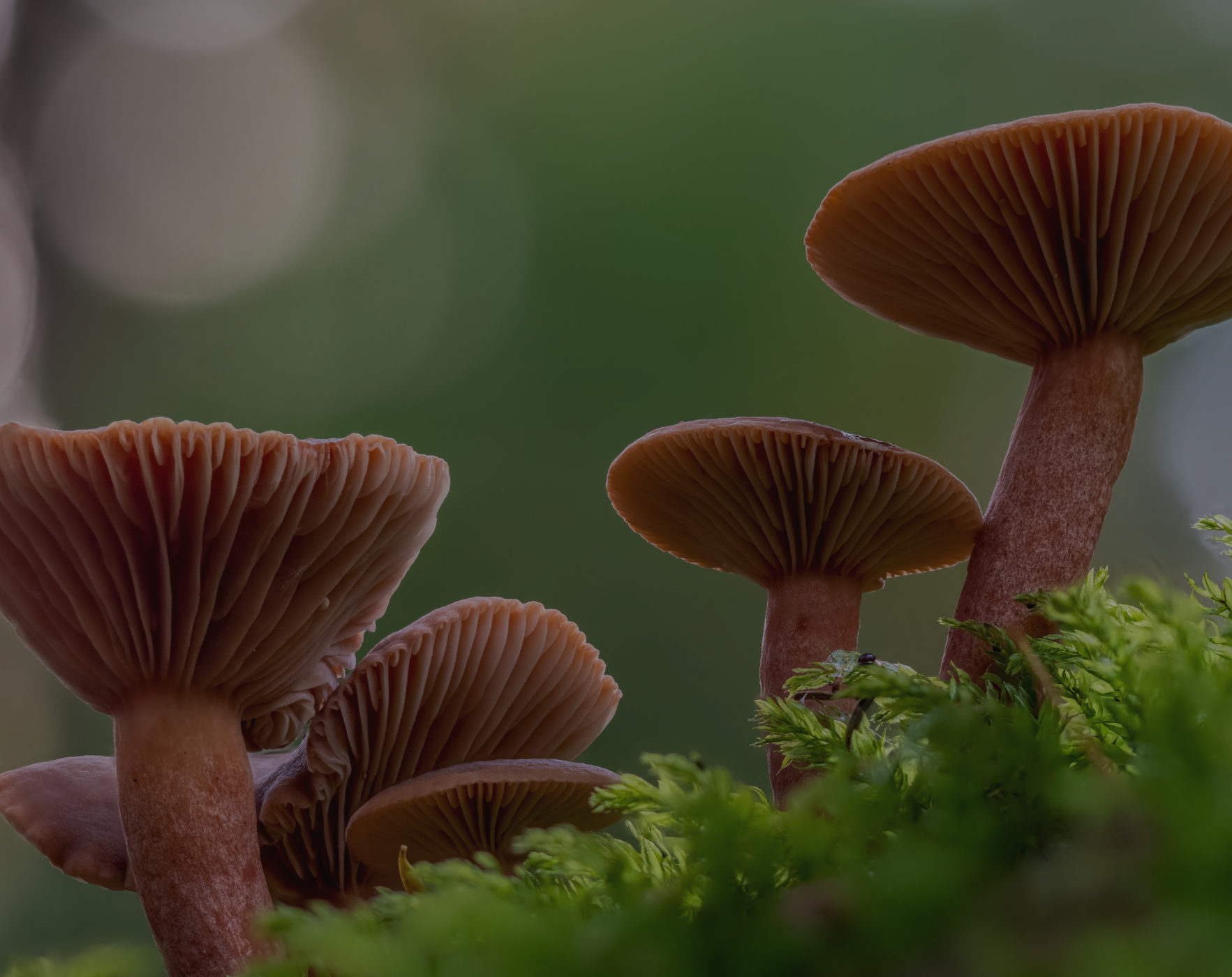 candy cap mushrooms