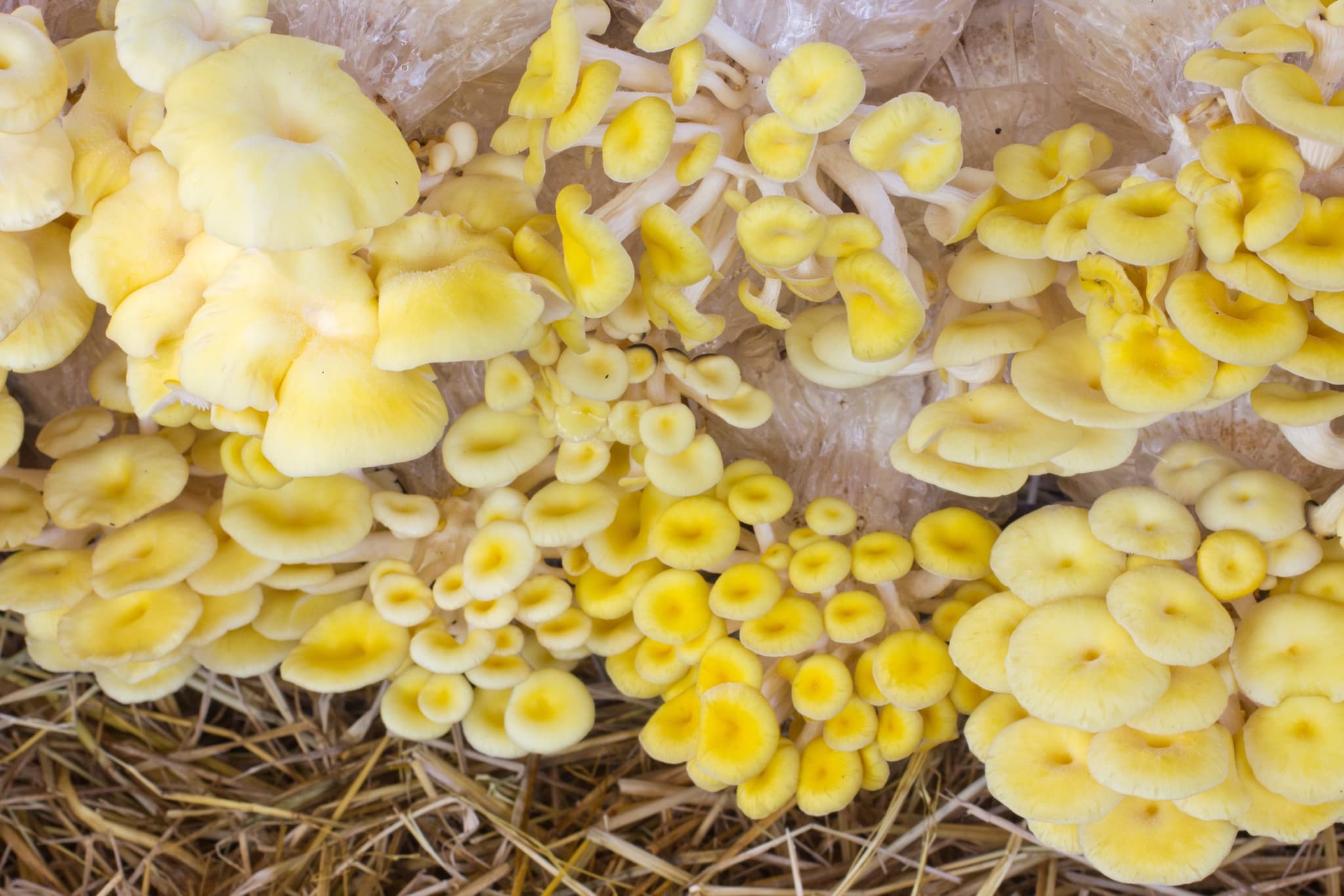 Good Brook Mushrooms's banner