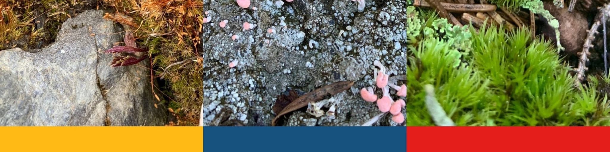 Devils Hill Herbs's banner