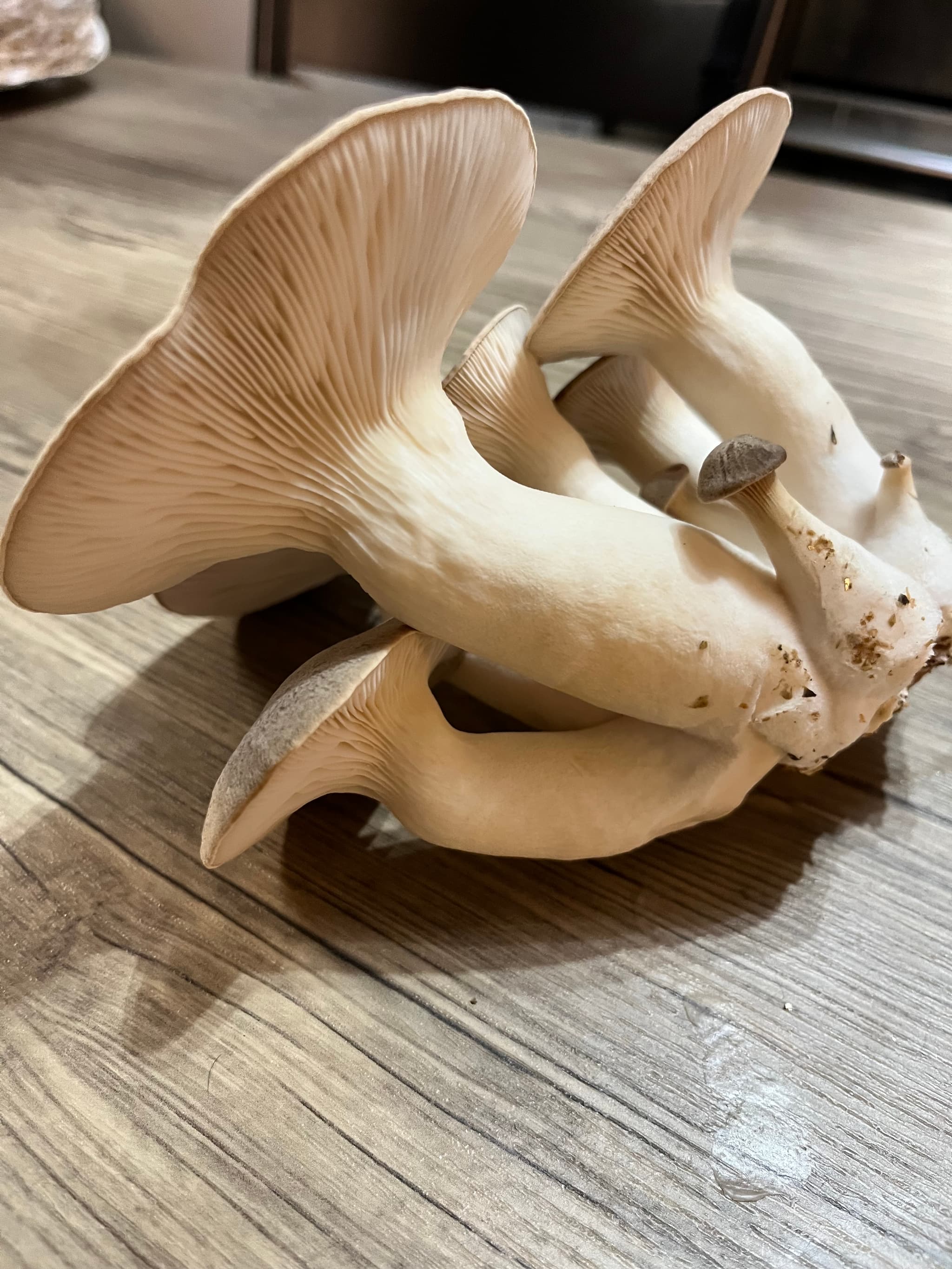 Mushroom Mama Farms's banner