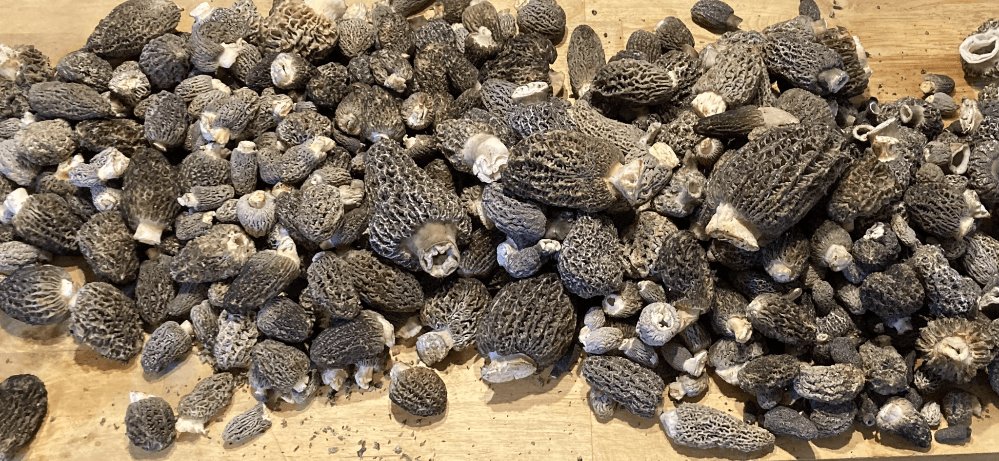 Adam Wernham's banner