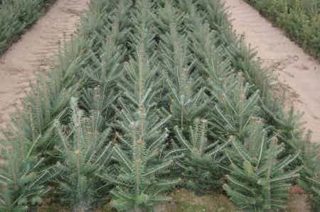 Fraser fir pine seedling